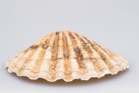 Seashells on a white background. Close-up