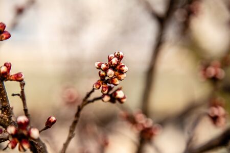 Spring, a sprig of flowering apricotsの写真素材