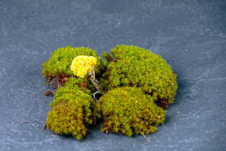 Torn green moss on granite