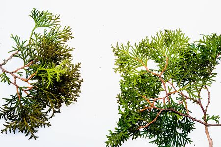 Sprigs of cypress on a white backgroundの写真素材