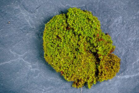 Green moss on black stoneの写真素材