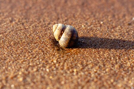 Snail on wet sand. Close-upの写真素材
