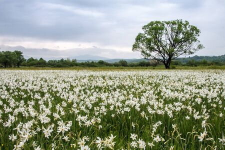 Lonely tree in the valley of daffodilsの写真素材