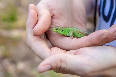 Green lizard in the hands of a girl