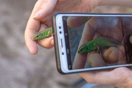 Green lizard in the hands of a girlの写真素材