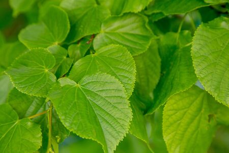 Green young leaves of hazelnut. Close-up