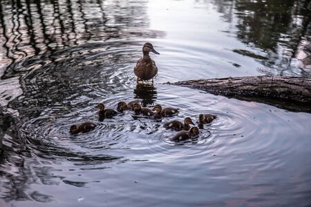 Duck with ducklings swim on the lakeの写真素材