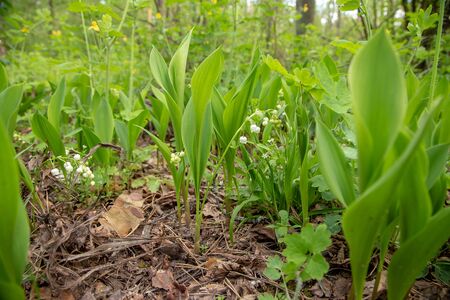 Blooming forest lily of the valley. Forest landscapeの写真素材
