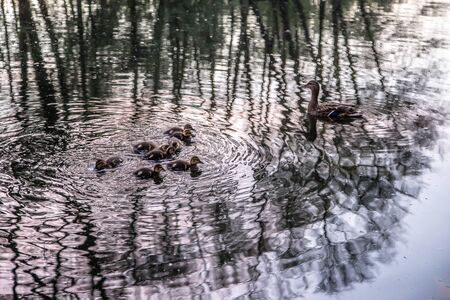 Duck with ducklings swim on the lakeの写真素材