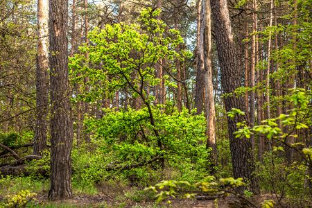 A small leafy tree in a coniferous forestの写真素材