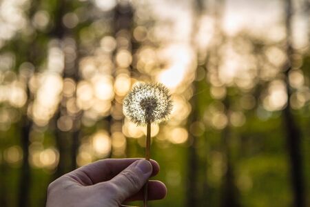 Dandelion in the wind on a green backgroundの写真素材