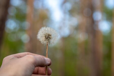 Dandelion in the wind on a green backgroundの写真素材