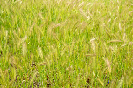 Spikelet of barley covered with drops of dew after rain