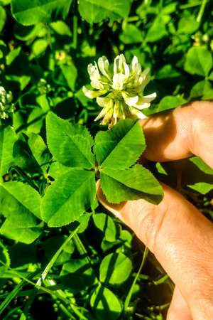 Four leaf clover for good luck.の写真素材