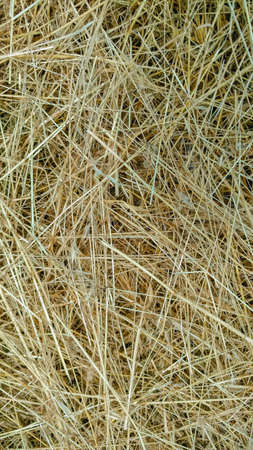 Background. Hay mown grass Close-up