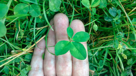 Four leaf clover for good luck.の写真素材
