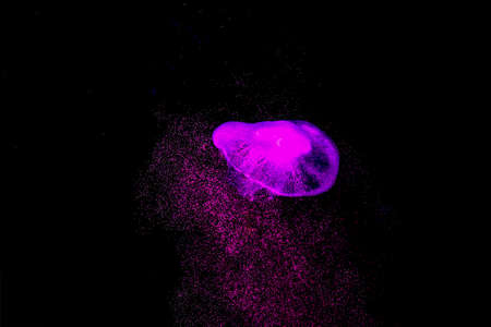 Jellyfish in ultraviolet light on black background.
