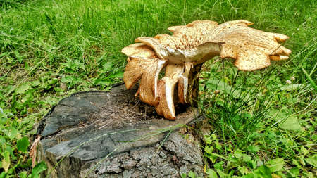 big yellow mushroom on the stump.の写真素材
