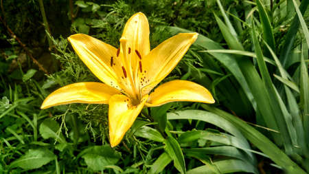 Yellow lily on a green backgroundの写真素材
