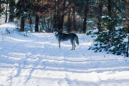 a happy and funny beige and white Siberian husky dog runs along a snowy path in a winter forest....