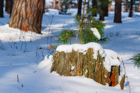 old stump under the snow in the forest close-up.の写真素材