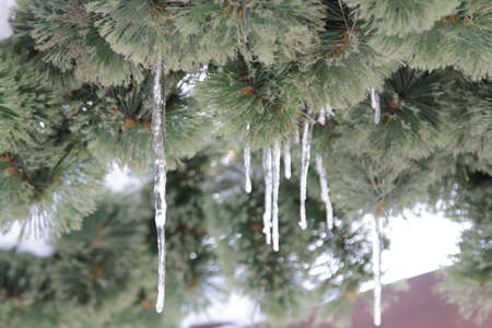 Icicles dripping from green pine trees against a snowy background. Selective focusの写真素材