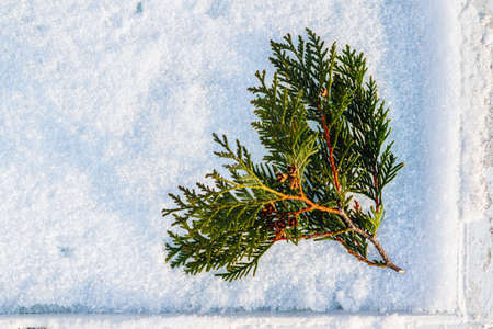 Winter background with snow-covered cypress tree branch.の写真素材