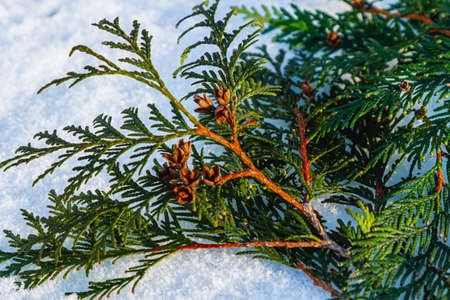 Winter background with snow-covered cypress tree branch.