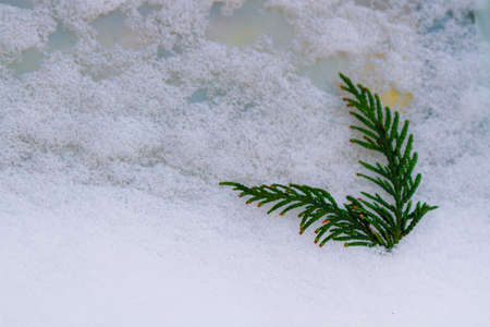 Winter background with snow-covered cypress tree branch.