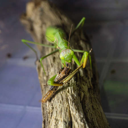 Close-up of a European praying mantis eating a grasshopper. Macro photo.