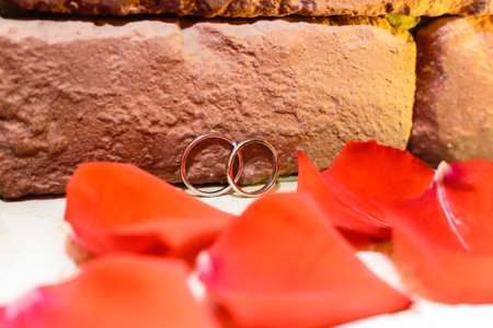 wedding rings and roses petals.の写真素材