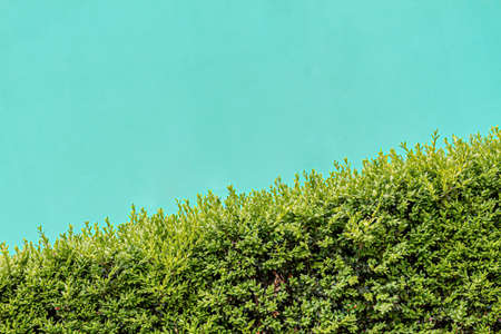 Evergreen box bush (Common Box, European Box, Buxus Sempervirens). Close-up of evergreen bush with...