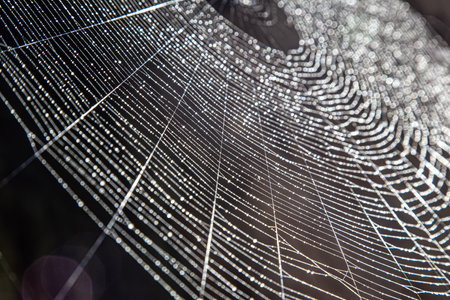 View of a spider web at a side angle - spider web with colored reflectionの写真素材
