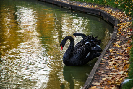 a black swan swims on a lake with yellow leaves on a beautiful autumn, sunny day. the bird is cleaning its feathers.の写真素材