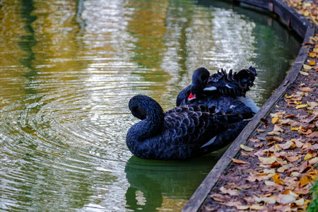 a black swan swims on a lake with yellow leaves on a beautiful autumn, sunny day. the bird is cleaning its feathers.の写真素材