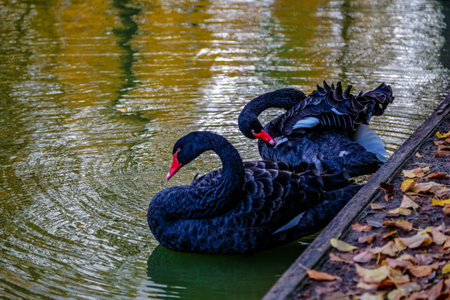 a black swan swims on a lake with yellow leaves on a beautiful autumn, sunny day. the bird is cleaning its feathers.の写真素材