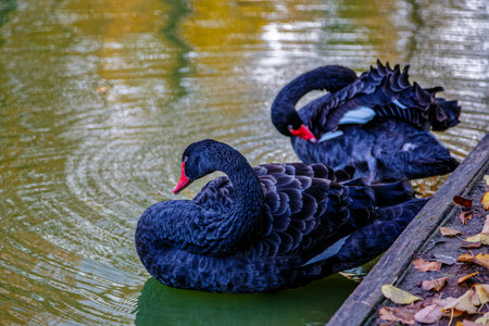 a black swan swims on a lake with yellow leaves on a beautiful autumn, sunny day. the bird is cleaning its feathers.の写真素材