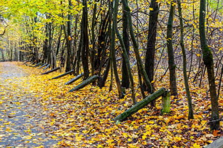 the road through the old park covered with golden leaves.の写真素材