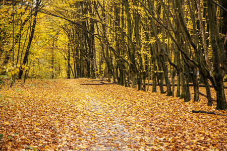 the road through the old park covered with golden leaves.の写真素材