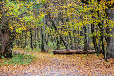 the road through the old park covered with golden leaves.の写真素材