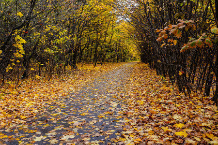 the road through the old park covered with golden leaves.の写真素材