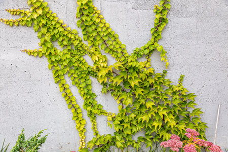 Damaged rustic wall half covered by Common Ivy. Also known as Hedera helix, English ivy or European ivy. With copy space.の写真素材