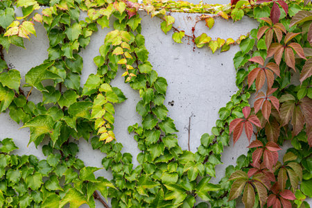 Damaged rustic wall half covered by Common Ivy. Also known as Hedera helix, English ivy or European ivy. With copy space.の写真素材