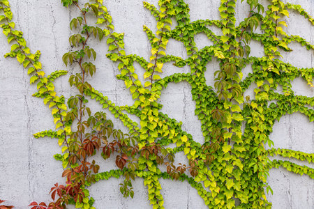 Damaged rustic wall half covered by Common Ivy. Also known as Hedera helix, English ivy or European ivy. With copy space.の写真素材