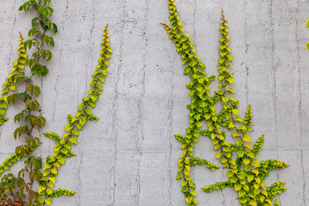 Damaged rustic wall half covered by Common Ivy. Also known as Hedera helix, English ivy or European ivy. With copy space.の写真素材