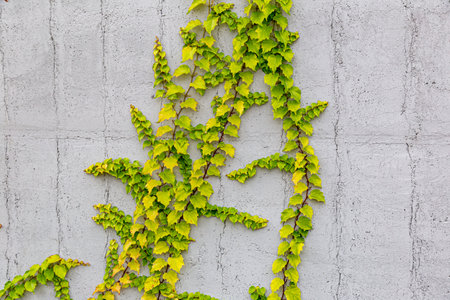 Damaged rustic wall half covered by Common Ivy. Also known as Hedera helix, English ivy or European ivy. With copy space.の写真素材