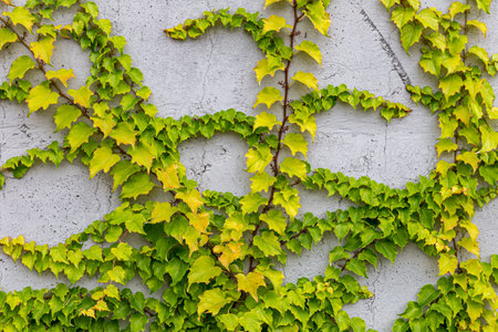 Damaged rustic wall half covered by Common Ivy. Also known as Hedera helix, English ivy or European ivy. With copy space.の写真素材