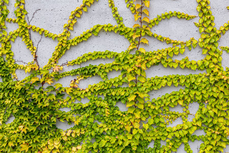 Damaged rustic wall half covered by Common Ivy. Also known as Hedera helix, English ivy or European...