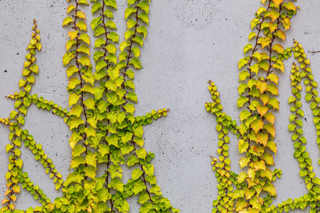 Damaged rustic wall half covered by Common Ivy. Also known as Hedera helix, English ivy or European ivy. With copy space.の写真素材