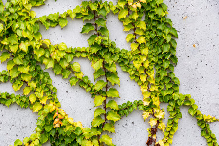 Damaged rustic wall half covered by Common Ivy. Also known as Hedera helix, English ivy or European ivy. With copy space.の写真素材